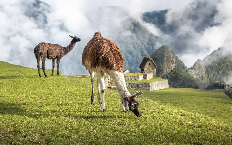 Machu Picchu 2026: Circuits, Routes and the Best Time to Visit