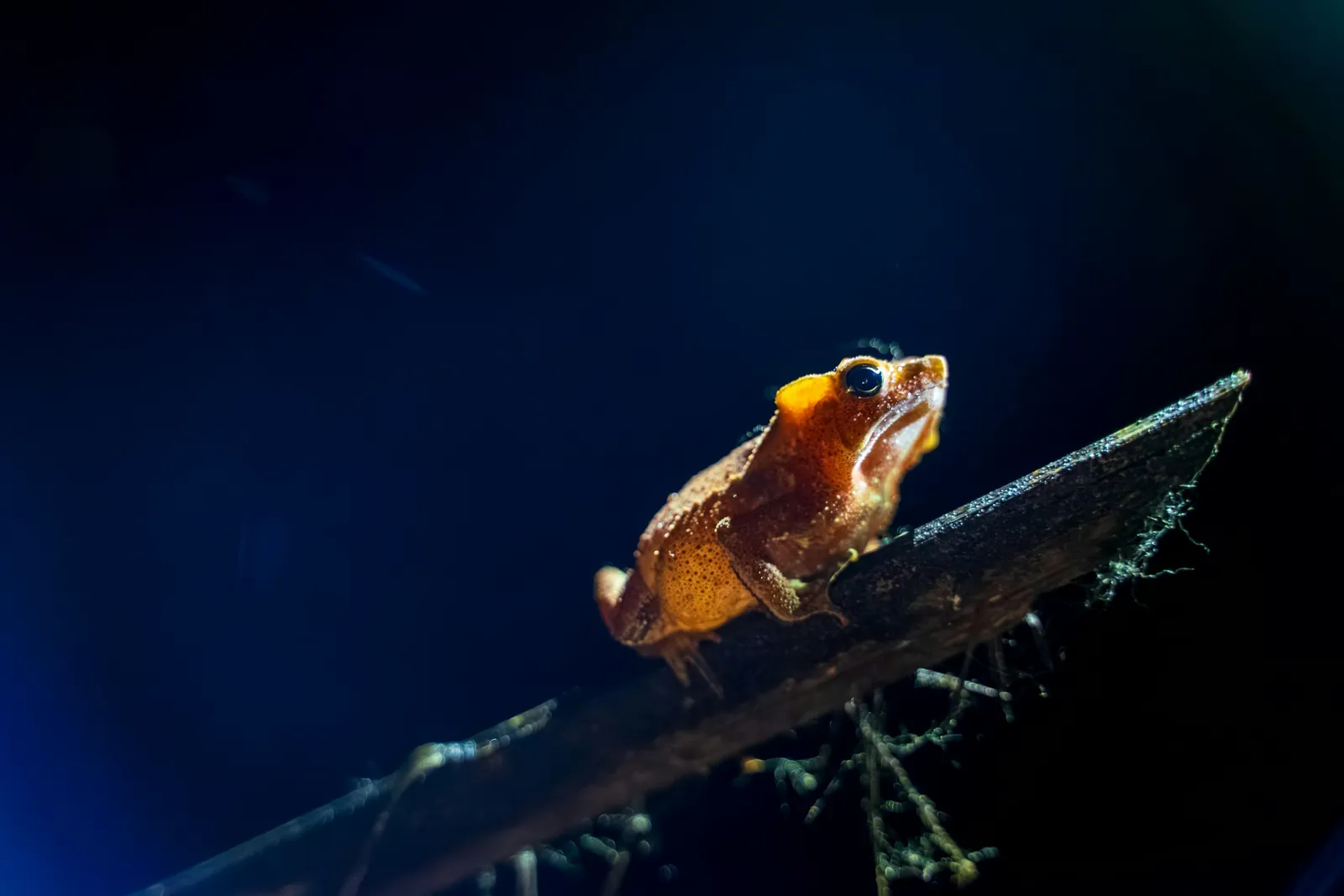 Tambopata, Peruvian Amazon