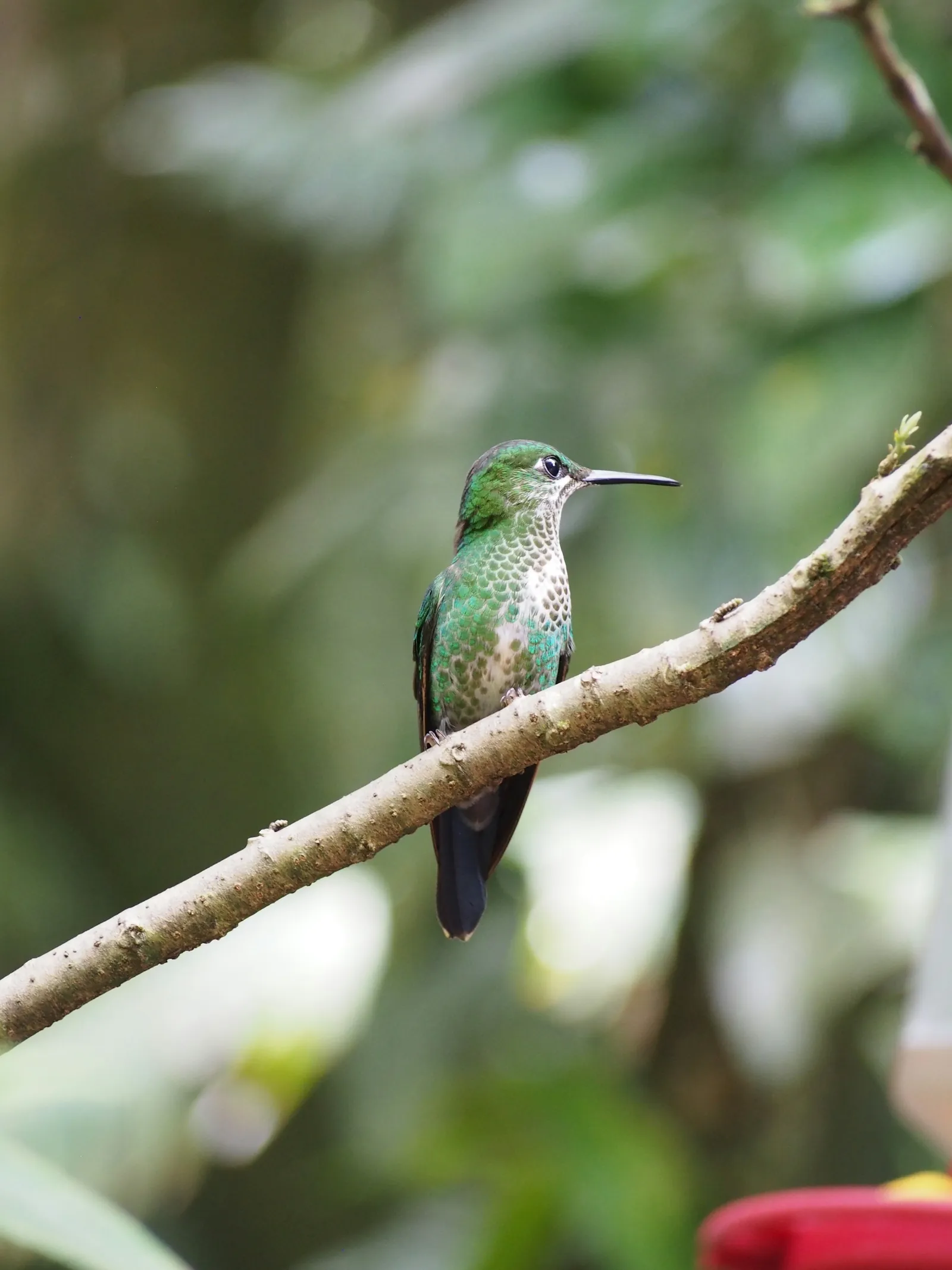Monteverde, Costa Rica