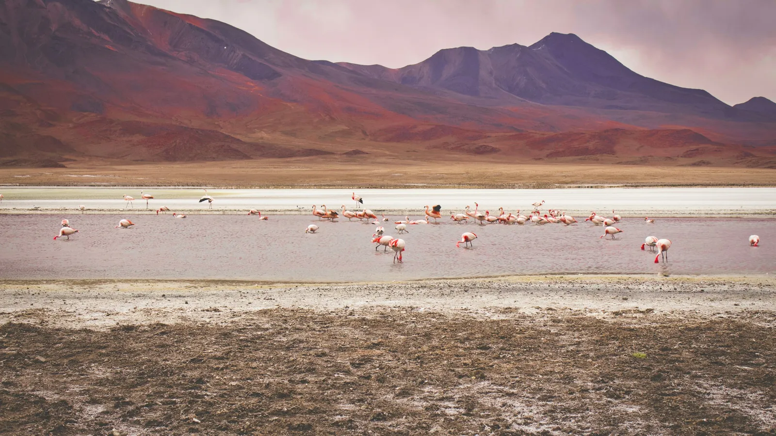 Eduardo Avaroa Reserve, Bolivia