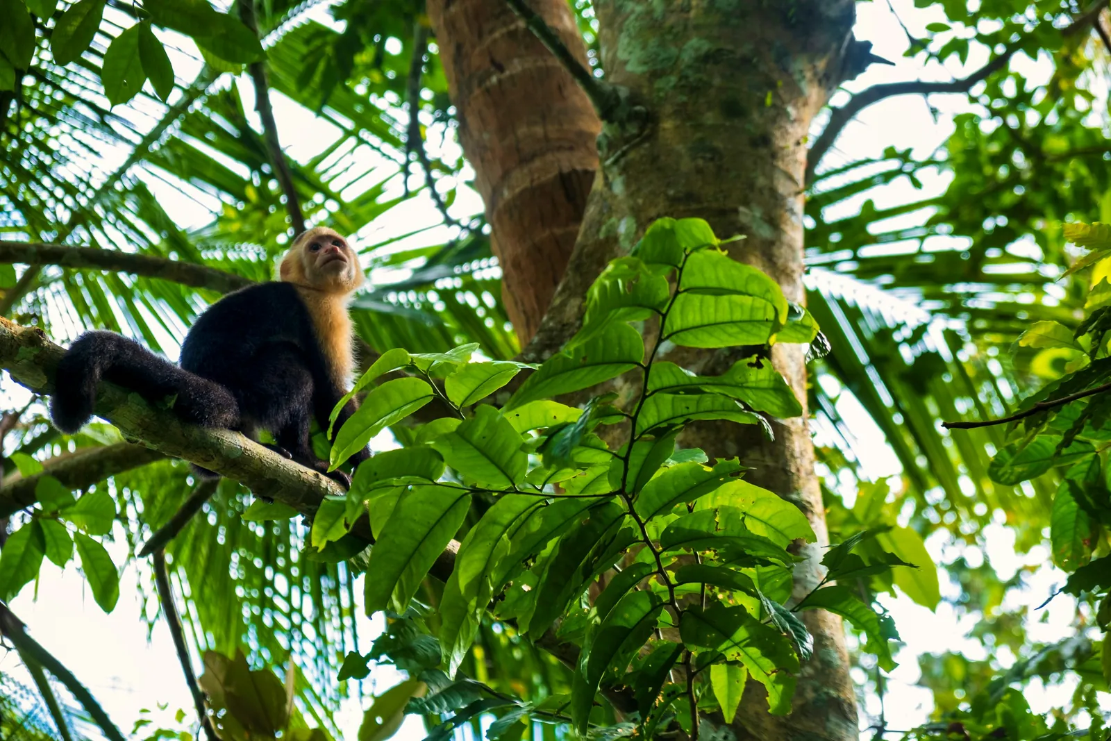 Wildlife of Costa Rica
