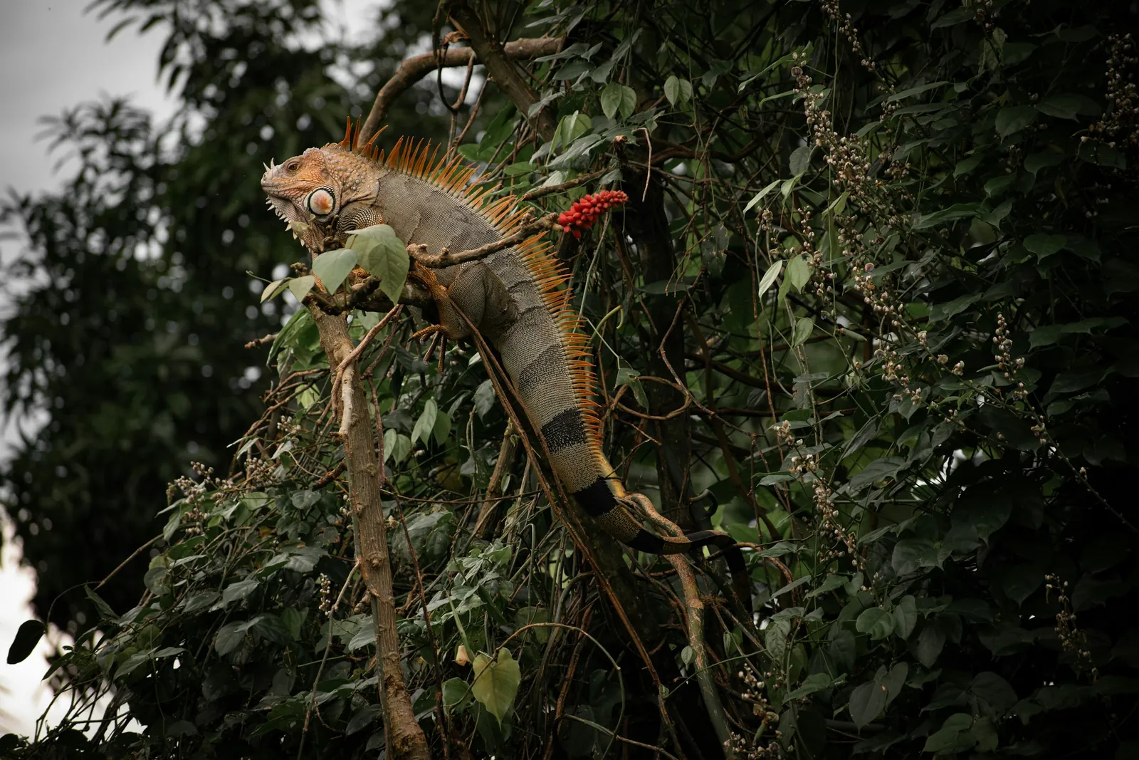 Wildlife of Costa Rica
