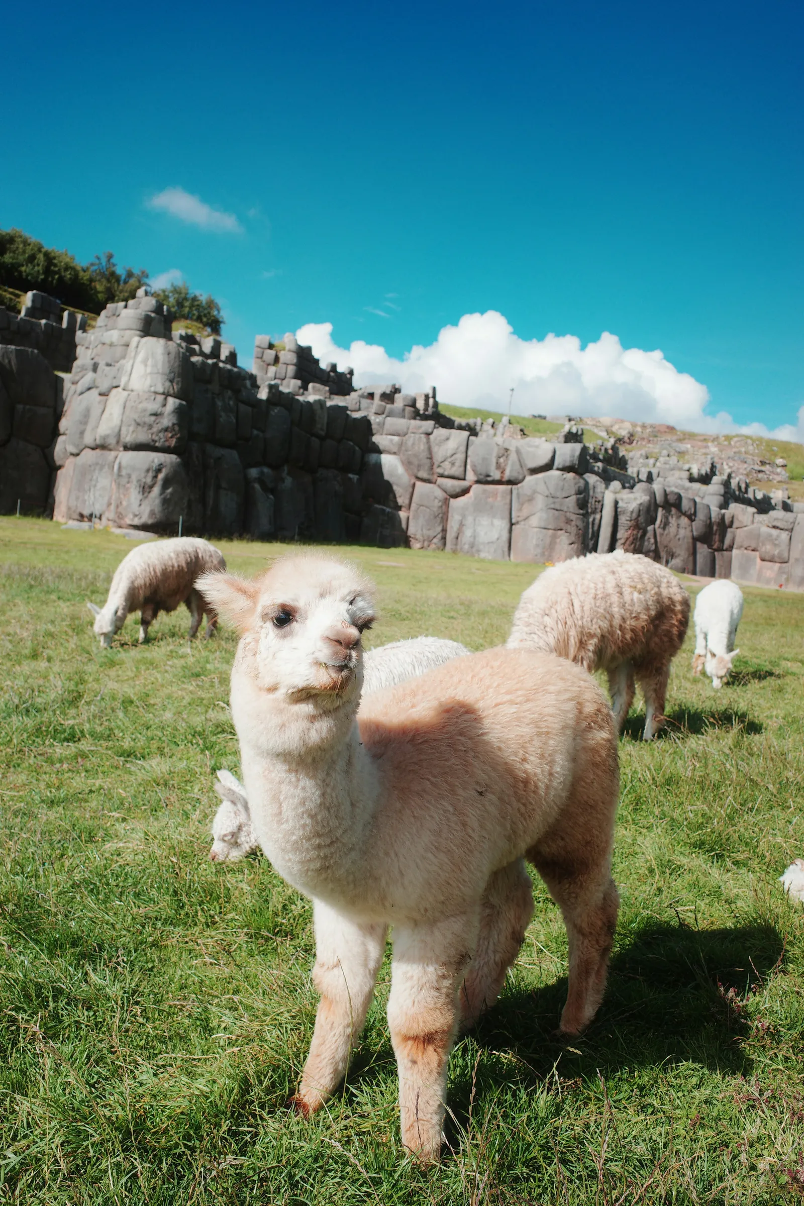 Sacsayhuamán, Cusco