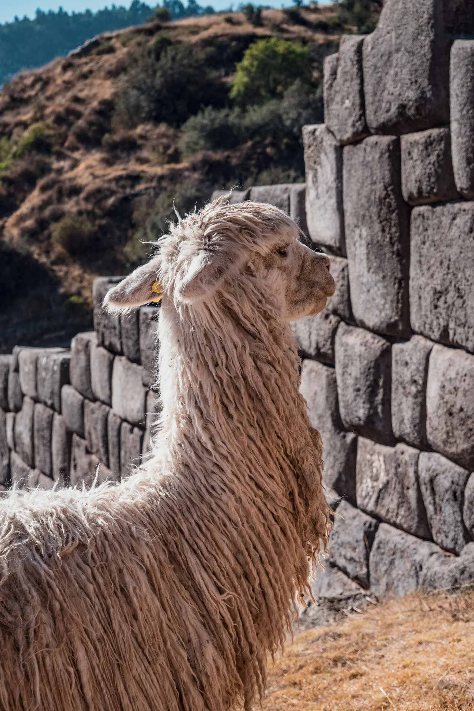 Sacsayhuamán, Cusco