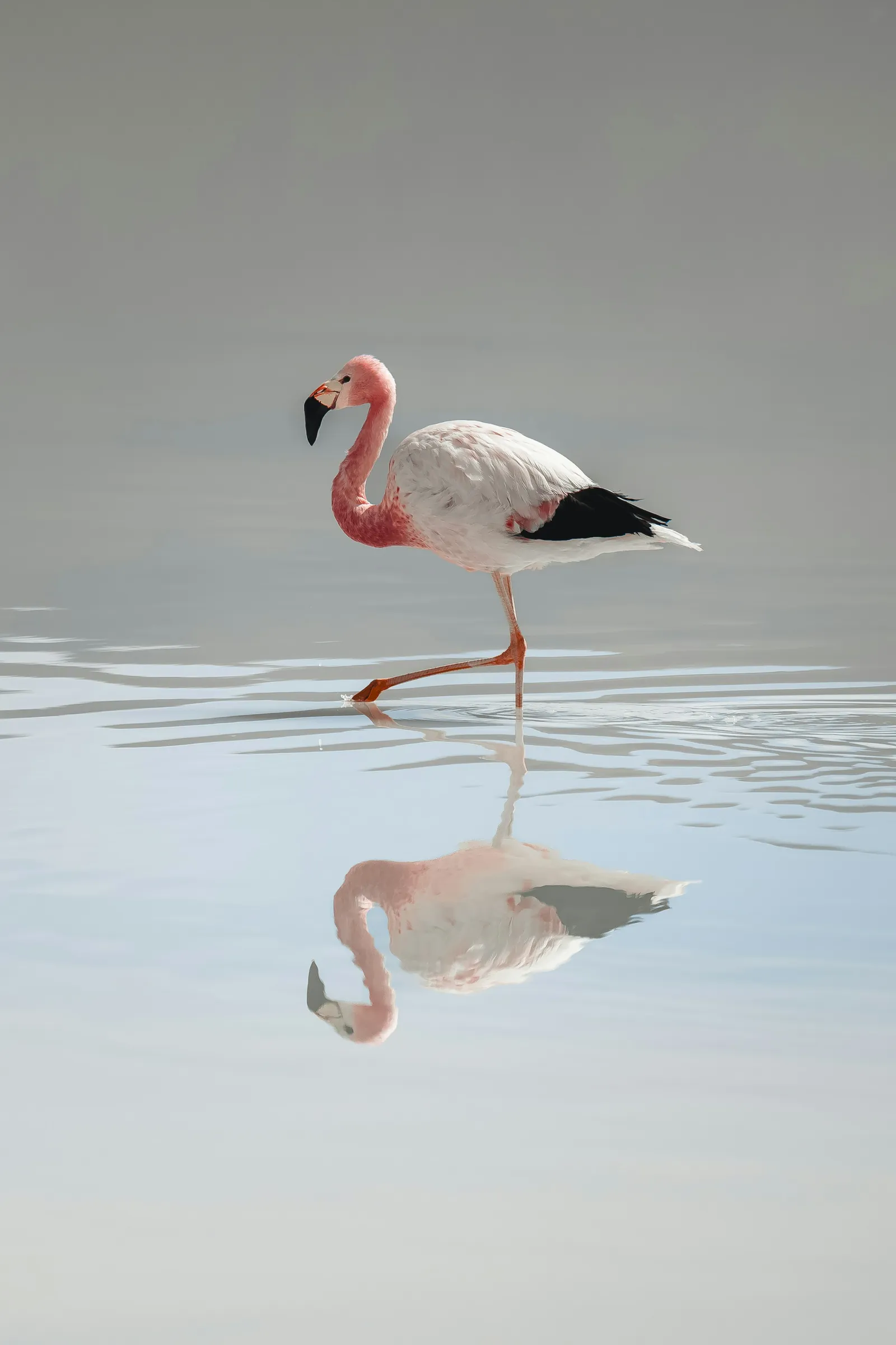 Eduardo Avaroa Reserve, Bolivia