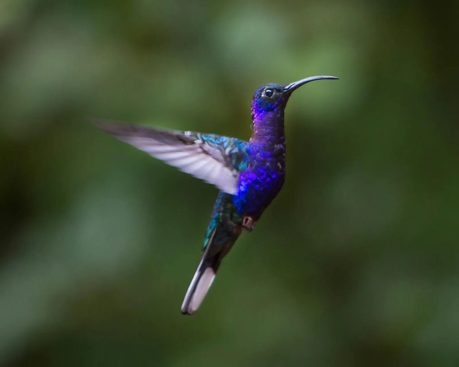 Monteverde, Costa Rica