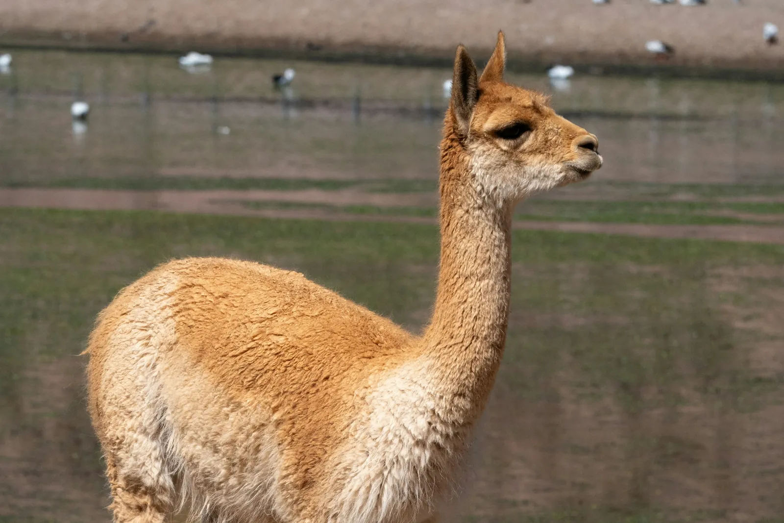 Andean highlands, Peru