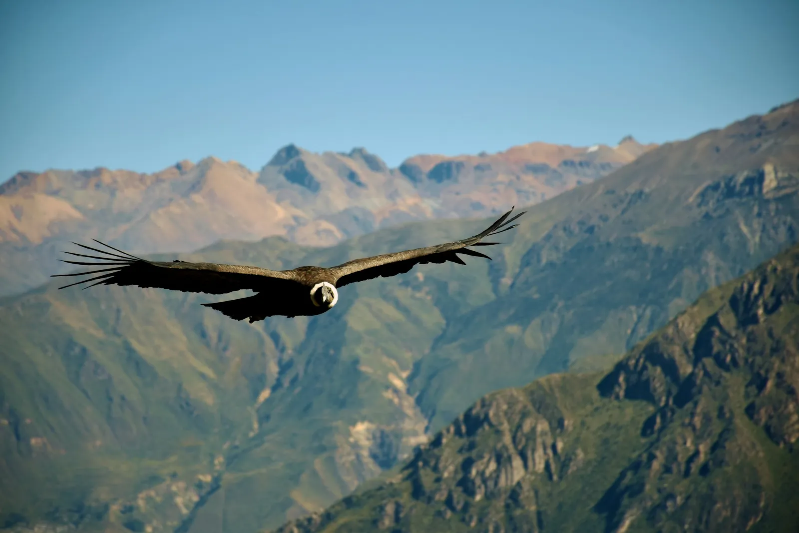 Colca Canyon, Peru