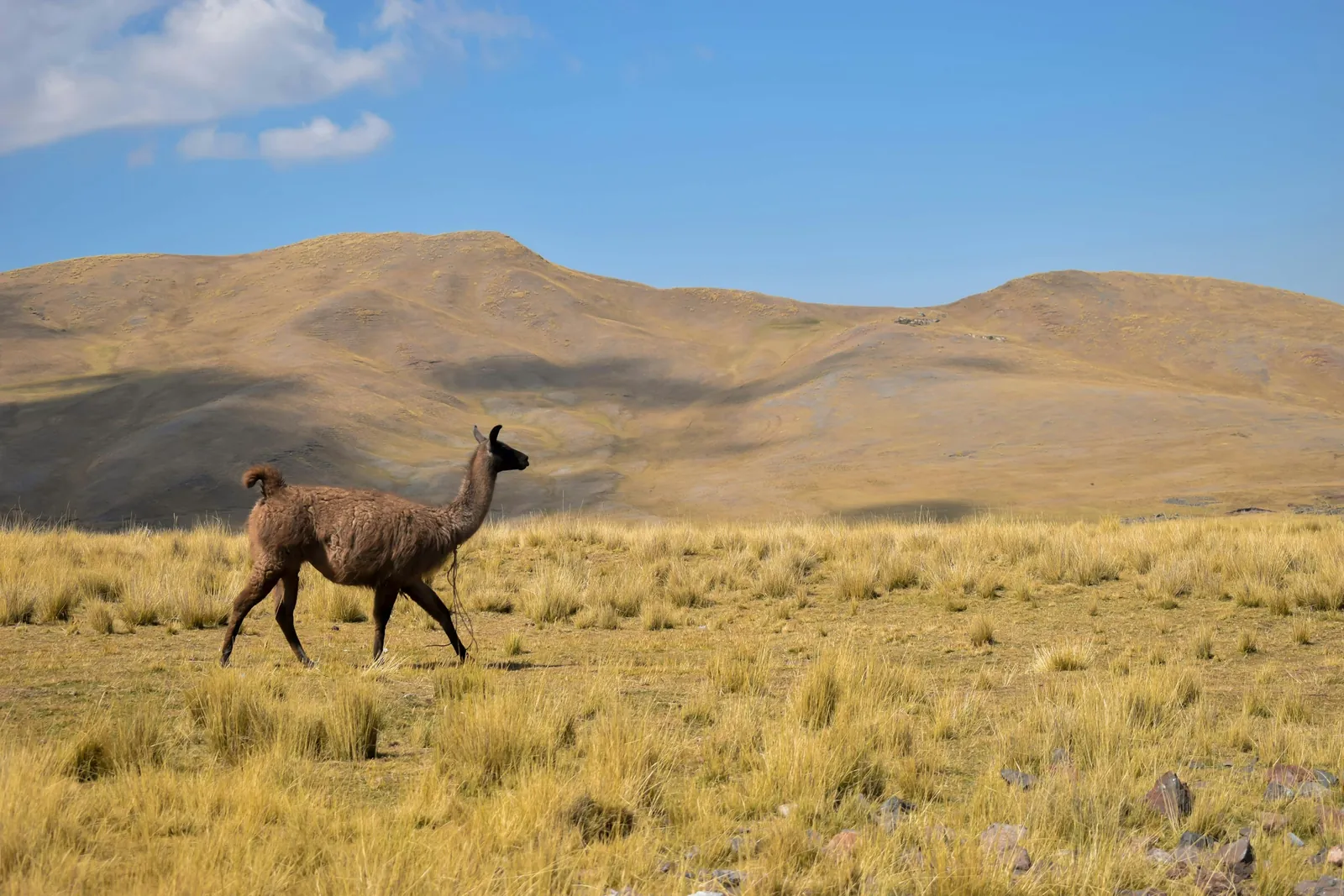 Andean highlands, Peru