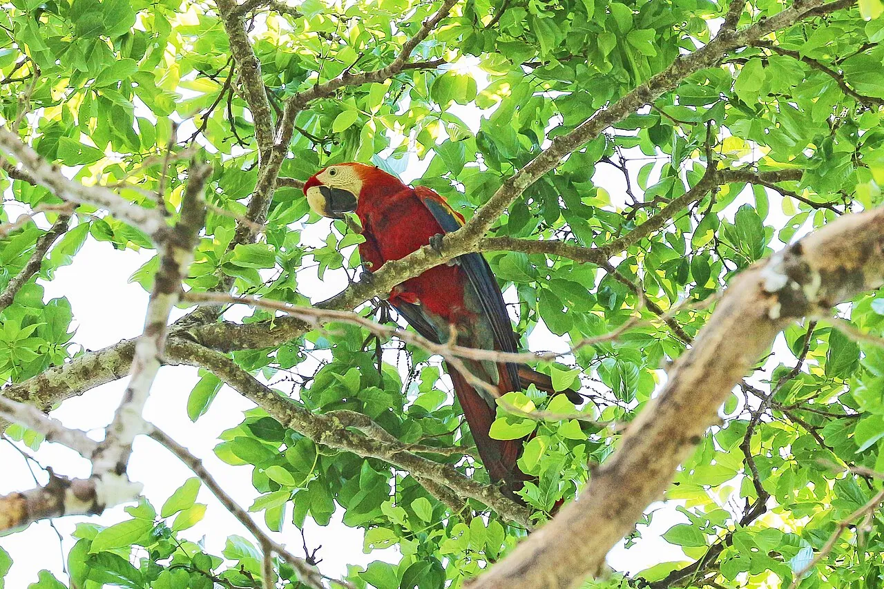 Costa Rica: Birding Paradise — 6 Days
