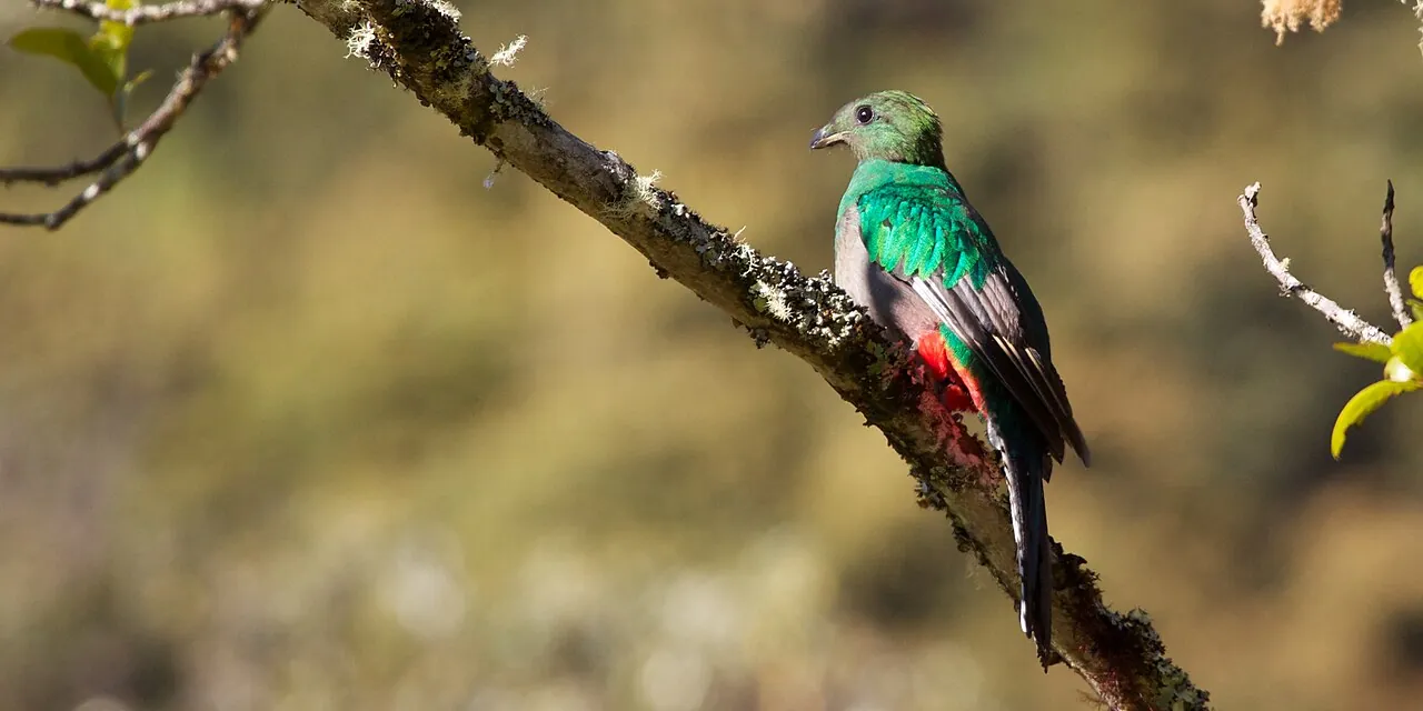Wildlife of Costa Rica