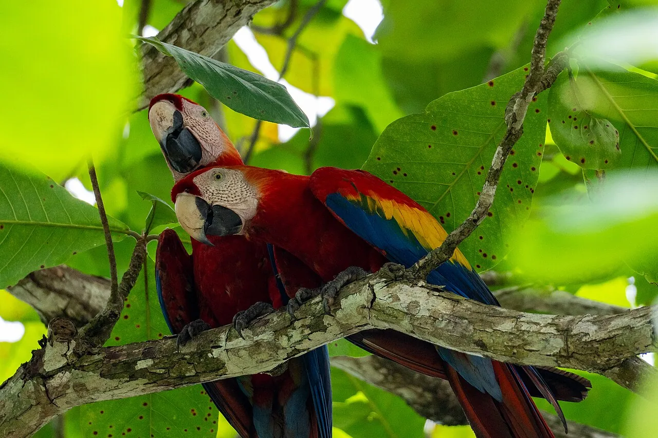 Wildlife of Costa Rica