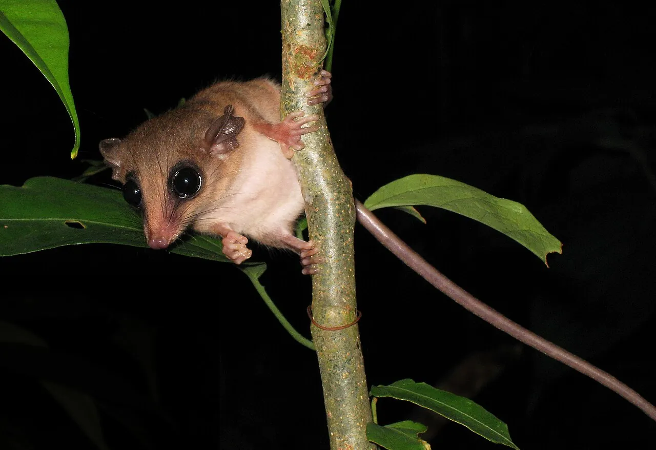 Tambopata, Peruvian Amazon