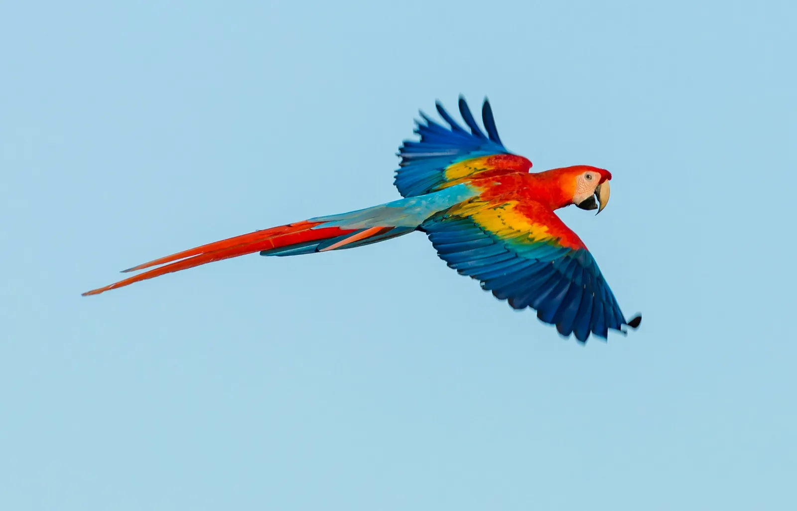 Wildlife of Costa Rica