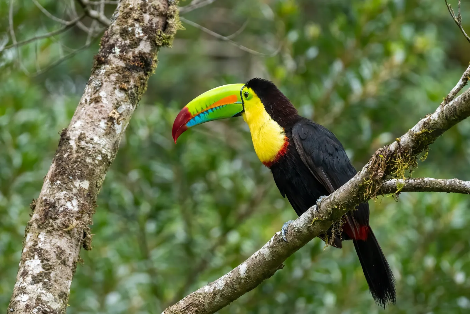 Wildlife of Costa Rica
